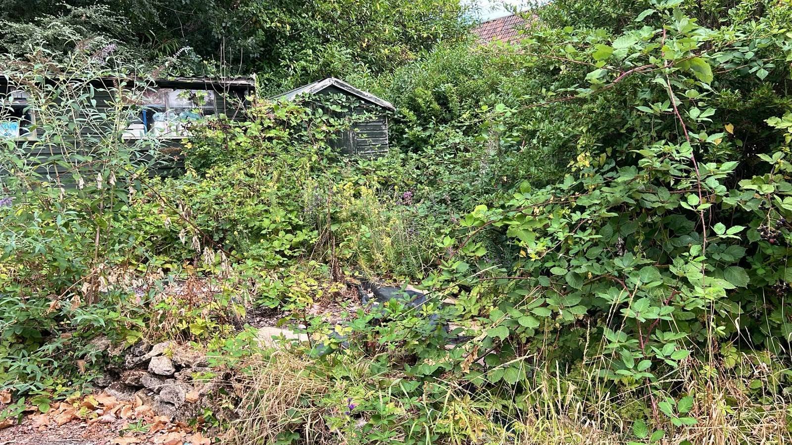 Jungle-to-Garden Overgrowth and Patio Clearance before clearance