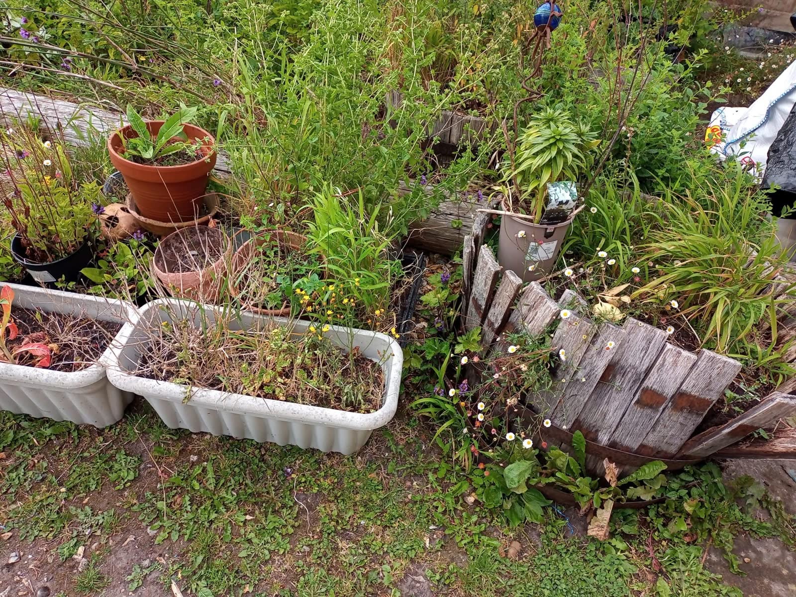 Large Garden and Building Waste Clearance project photo 3